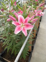 [1875 Rayo DJ No02.JPG]